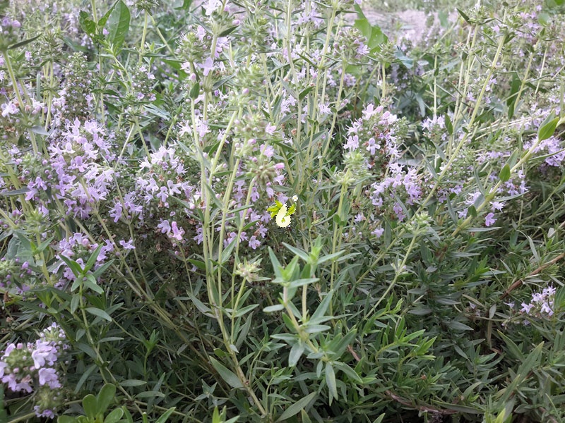 Thymus daenensis